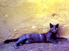 Gatti (121)